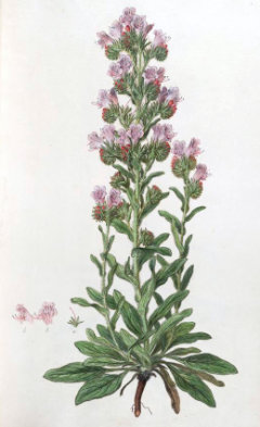 Echium plantagineum Purple viper